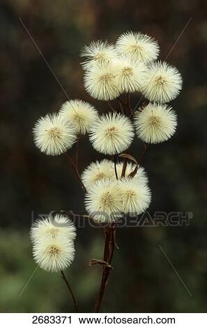 Stock Image - Close-up of Shortray fleabane (Erigeron lonchophyllus) flowers, Denali National Park, Alaska, Germany . Fotosearch