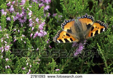Close-up of Small Tortoiseshell (Aglais urticae) butterfly pollinating Common Heather (Calluna vulgaris) flower, Denmark View Large Photo Image Stock Image - Close-up of Small Tortoiseshell (Aglais urticae) butterfly pollinating Common Heather (Calluna vulgaris) flower, Denmark . Fotosearch