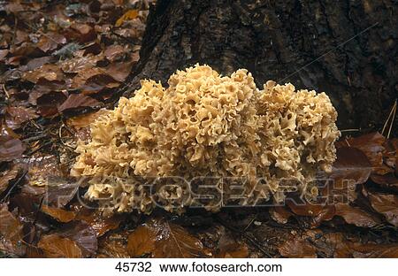 Close-up of Sparassis (Sparassis crispa) mushroom growing in field, Spessart, Germany View Large Photo Image Stock Image - Close-up of Sparassis (Sparassis crispa) mushroom growing in field, Spessart, Germany . Fotosearch
