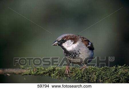 Close-up of Sparrow perching on branch View Large Photo Image Picture - Close-up of Sparrow perching on branch . Fotosearch