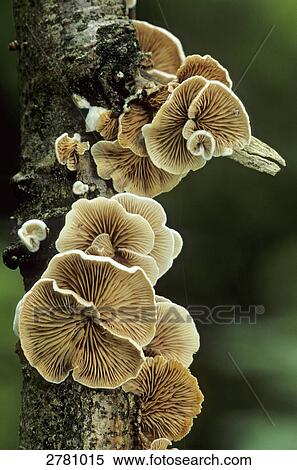 Close-up of Variable Oysterling (Crepidotus variabilis) growing on tree trunk, Schleswig-Holstein, Germany View Large Photo Image Stock Photography - Close-up of Variable Oysterling (Crepidotus variabilis) growing on tree trunk, Schleswig-Holstein, Germany . Fotosearch