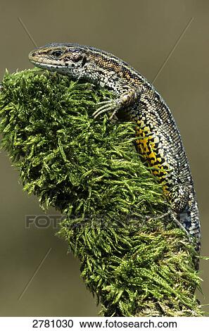 Close-up of Viviparous Lizard (Zootoca vivipara) on branch, Schleswig-Holstein, Germany View Large Photo Image Stock Image - Close-up of Viviparous Lizard (Zootoca vivipara) on branch, Schleswig-Holstein, Germany . Fotosearch