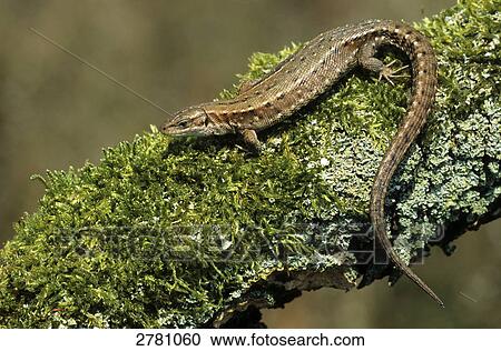 Close-up of Viviparous Lizard (Zootoca vivipara) on branch, Schleswig-Holstein, Germany View Large Photo Image Stock Image - Close-up of Viviparous Lizard (Zootoca vivipara) on branch, Schleswig-Holstein, Germany . Fotosearch