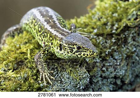 Close-up of Viviparous Lizard (Zootoca vivipara) on branch, Schleswig-Holstein, Germany View Large Photo Image Stock Image - Close-up of Viviparous Lizard (Zootoca vivipara) on branch, Schleswig-Holstein, Germany . Fotosearch