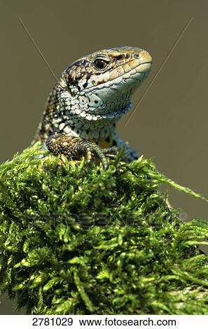 Close-up of Viviparous Lizard (Zootoca vivipara) on branch, Schleswig-Holstein, Germany View Large Photo Image Stock Photo - Close-up of Viviparous Lizard (Zootoca vivipara) on branch, Schleswig-Holstein, Germany . Fotosearch