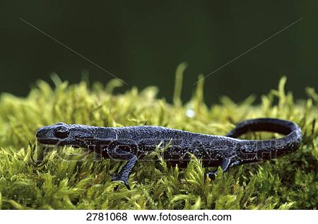 Stock Photo - Close-up of Warty Newt (Triturus cristatus) in field, Schleswig-Holstein, Germany . Fotosearch