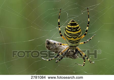 Close-up of Wasp spider (Argiope Bruennichii) with prey on its web, Schleswig-Holstein, Germany View Large Photo Image Picture - Close-up of Wasp spider (Argiope Bruennichii) with prey on its web, Schleswig-Holstein, Germany . Fotosearch