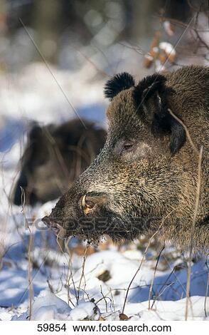 Picture - Close-up of Wild Boar (Sus scrofa) in forest . Fotosearch