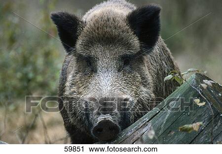 Close-up of Wild Boar (Sus scrofa) in forest View Large Photo Image Stock Image - Close-up of Wild Boar (Sus scrofa) in forest . Fotosearch