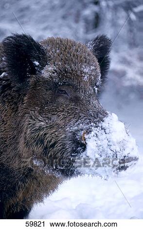 Close-up of Wild Boar (Sus scrofa) with snow on its snout View Large Photo Image Stock Image - Close-up of Wild Boar (Sus scrofa) with snow on its snout . Fotosearch