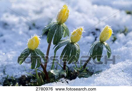 Stock Photograph - Close-up of Winter Aconite (Eranthis hyemalis) flowers blooming in snow, Schleswig-Holstein, Germany . Fotosearch