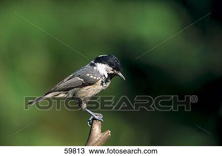 Coal Tit (Periparus ater) bird perching on branch View Large Photo Image Stock Image - Coal Tit (Periparus ater) bird perching on branch . Fotosearch
