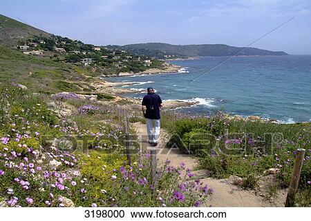 Coastal path at the Cap Taillat near St. Tropez, France View Large Photo Image Stock Image - Coastal path at the Cap Taillat near St. Tropez, France . Fotosearch