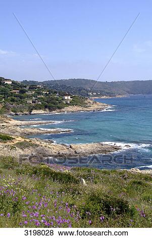 Coastline at the Cap Taillat near St. Tropez, France View Large Photo Image Stock Photo - Coastline at the Cap Taillat near St. Tropez, France . Fotosearch