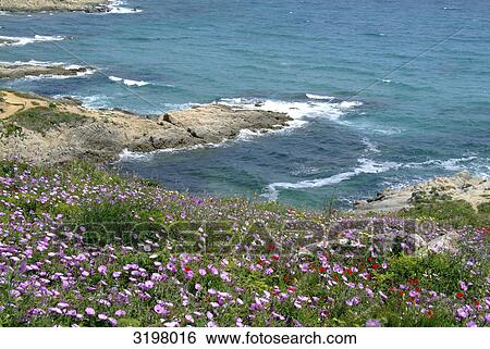 Coastline at the Cap Taillat near St. Tropez, France View Large Photo Image Stock Photograph - Coastline at the Cap Taillat near St. Tropez, France . Fotosearch