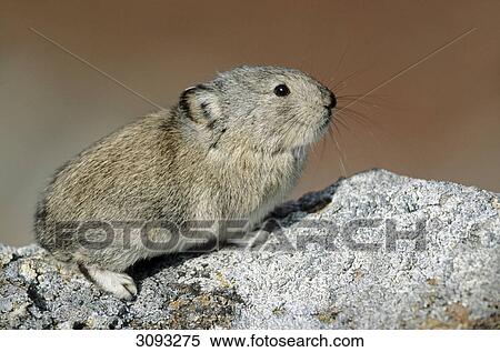 Collared Pika (Ochotona collaris) sitting on a stone, Denali National Park, USA, side view, close-up View Large Photo Image Stock Photography - Collared Pika (Ochotona collaris) sitting on a stone, Denali National Park, USA, side view, close-up . Fotosearch