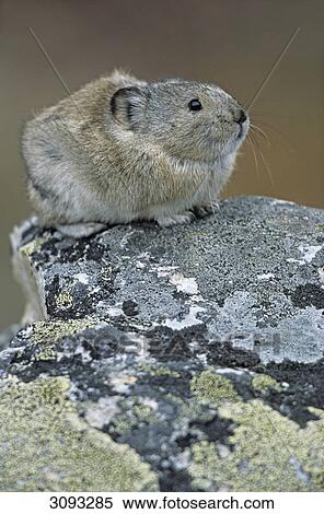 Stock Photography - Collared Pika (Ochotona collaris) sitting on a stone, Denali National Park, USA, side view, close-up . Fotosearch