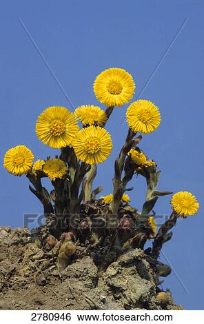 Coltsfoot (Tussilago farfara) flowers against blue sky, Schleswig-Holstein, Germany View Large Photo Image Stock Photograph - Coltsfoot (Tussilago farfara) flowers against blue sky, Schleswig-Holstein, Germany . Fotosearch