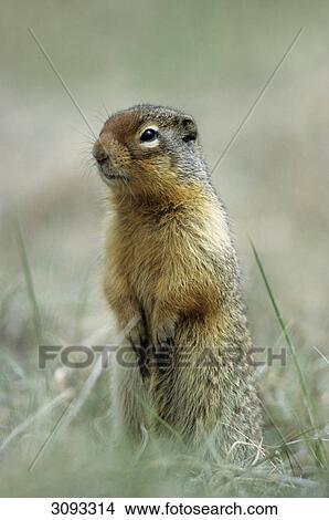 Columbian Ground Squirrel (Spermophilus columbianus), Jasper National Park, Alberta, Canada, close-up View Large Photo Image Picture - Columbian Ground Squirrel (Spermophilus columbianus), Jasper National Park, Alberta, Canada, close-up . Fotosearch