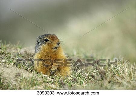 Stock Image - Columbian Ground Squirrel (Spermophilus columbianus), Jasper National Park, Alberta, Canada, close-up . Fotosearch