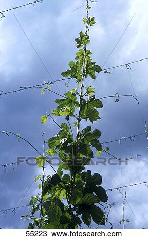 Stock Image - Common hop (Humulus lupulus) plant growing in field, Holledau, Bavaria, Germany . Fotosearch