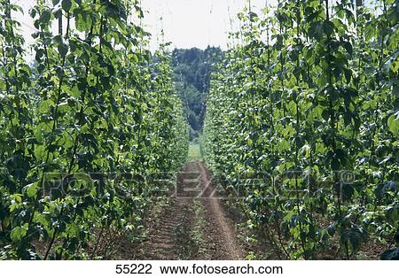 Common hop (Humulus lupulus) plants growing in field, Holledau, Bavaria, Germany View Large Photo Image Stock Image - Common hop (Humulus lupulus) plants growing in field, Holledau, Bavaria, Germany . Fotosearch
