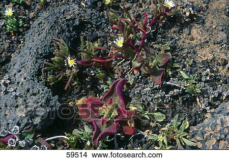 Common Ice Plant (Mesembryanthemum crystallinum) flowers blooming in field, Lanzarote, Canary Islands, Spain View Large Photo Image Picture - Common Ice Plant (Mesembryanthemum crystallinum) flowers blooming in field, Lanzarote, Canary Islands, Spain . Fotosearch