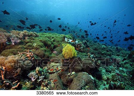 Stock Photography - Coral reef, Phillippines . Fotosearch