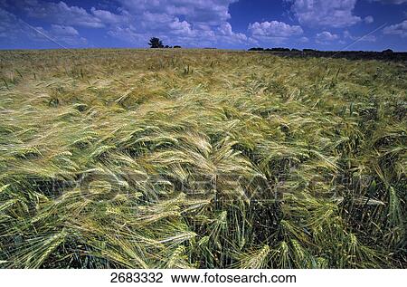 Corn crop growing in field, Schleswig-Holstein, Germany View Large Photo Image Stock Image - Corn crop growing in field, Schleswig-Holstein, Germany . Fotosearch