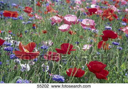 Corn Poppy (Papaver rhoeas) flowers blooming in field View Large Photo Image Stock Image - Corn Poppy (Papaver rhoeas) flowers blooming in field . Fotosearch