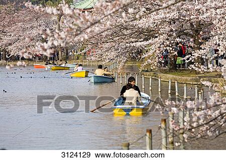Couples in rowboats on a lake in a park, Tokyo, Japan View Large Photo Image Stock Photo - Couples in rowboats on a lake in a park, Tokyo, Japan . Fotosearch