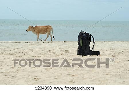 Stock Image - Cow and backpack at beach, South Chinese Ocean, Vietnam, Asia . Fotosearch