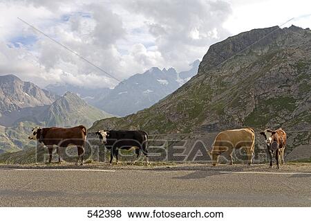 Cows standing at roadside, Savoie, France View Large Photo Image Stock Photo - Cows standing at roadside, Savoie, France . Fotosearch
