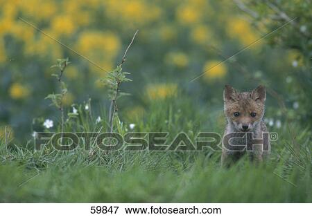 Cub of Red fox (Vulpes vulpes) in forest View Large Photo Image Stock Photo - Cub of Red fox (Vulpes vulpes) in forest . Fotosearch