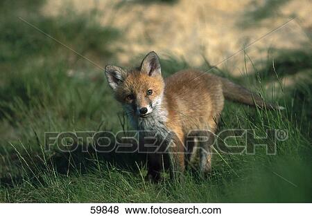 Cub of Red fox (Vulpes vulpes) in forest View Large Photo Image Stock Photo - Cub of Red fox (Vulpes vulpes) in forest . Fotosearch