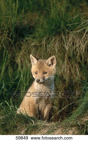 Cub of Red fox (Vulpes vulpes) in forest View Large Photo Image Stock Photo - Cub of Red fox (Vulpes vulpes) in forest . Fotosearch