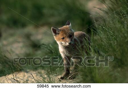 Cub of Red fox (Vulpes vulpes) in forest View Large Photo Image Stock Photography - Cub of Red fox (Vulpes vulpes) in forest . Fotosearch