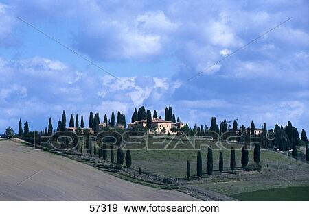 Cypress trees and cottages in field, Tuscany, Italy View Large Photo Image Stock Photo - Cypress trees and cottages in field, Tuscany, Italy . Fotosearch