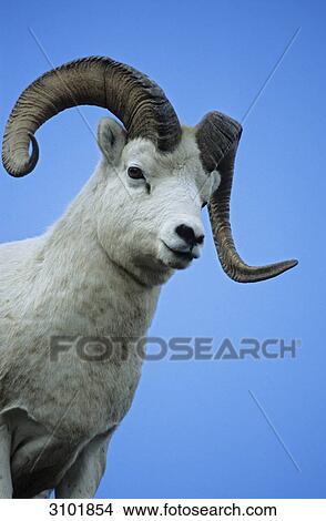 Dall Sheep (Ovis dalli), Denali National Park, USA, portrait, low angle view View Large Photo Image Picture - Dall Sheep (Ovis dalli), Denali National Park, USA, portrait, low angle view . Fotosearch