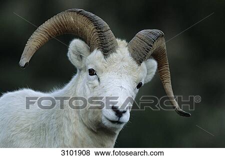 Stock Photo - Dall Sheep (Ovis dalli), Denali National Park, USA, portrait . Fotosearch