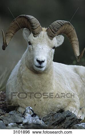 Stock Photograph - Dall Sheep (Ovis dalli) lying, Denali National Park, USA, facing camera, portrait . Fotosearch