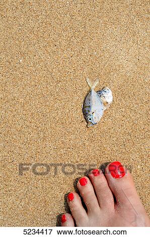 Dead fish at beach View Large Photo Image Stock Photo - Dead fish at beach . Fotosearch