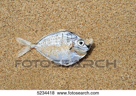 Stock Photo - Dead fish at beach . Fotosearch