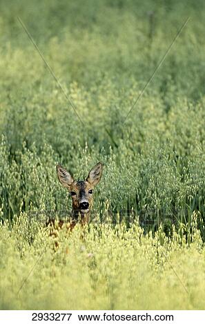 Stock Photo - deer, Capreolus capreolus, Denmark . Fotosearch