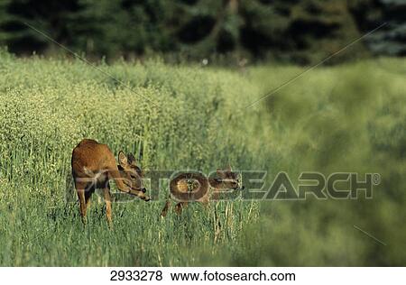deer, Capreolus capreolus, Denmark View Large Photo Image Stock Photo - deer, Capreolus capreolus, Denmark . Fotosearch