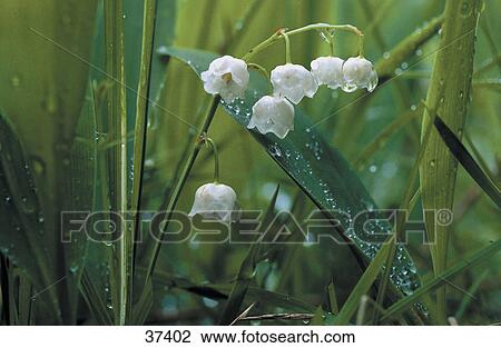 Stock Image - Dewdrops on Lily of the Valley (Convallaria majalis) flowers blooming in field, Bavaria, Germany . Fotosearch