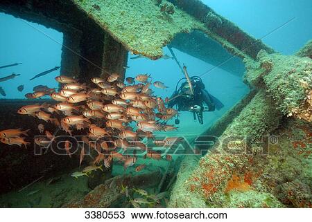 Diver and school of fish in ship wreck, Cape Verde View Large Photo Image Stock Image - Diver and school of fish in ship wreck, Cape Verde . Fotosearch