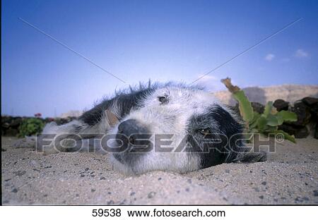 Stock Photo - Dog lying on beach, La Braciosa, Canary Islands, Spain . Fotosearch