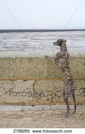 Dog standing on hind legs, Ile De Re, Charente-Maritime, Poitou-Charentes, France View Large Photo Image Stock Photography - Dog standing on hind legs, Ile De Re, Charente-Maritime, Poitou-Charentes, France . Fotosearch