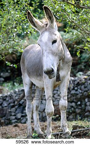 Donkey standing in field, La Gomera, Canary Islands, Spain View Large Photo Image Stock Photograph - Donkey standing in field, La Gomera, Canary Islands, Spain . Fotosearch